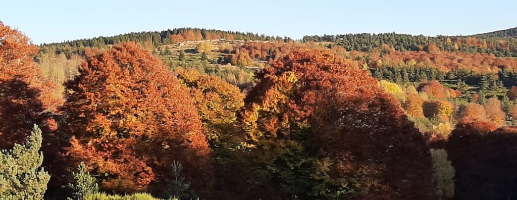 Des arbres qui font forêt