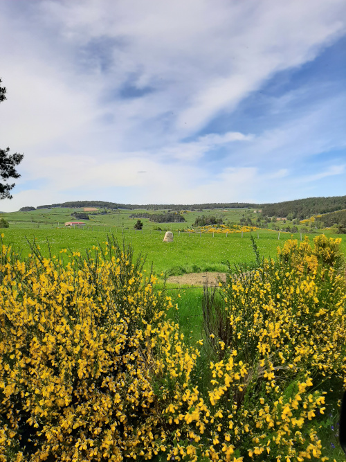 Interrogation chez deux corneilles